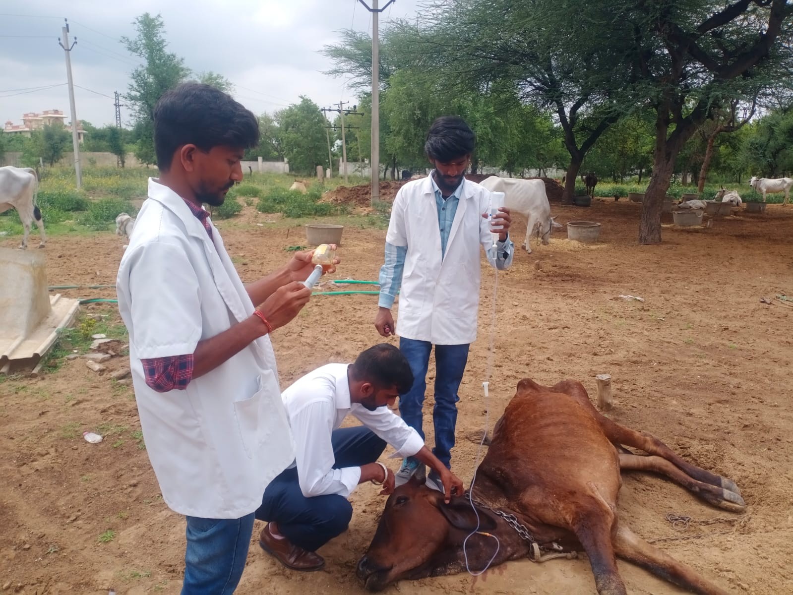 Free Animal Treatment Done at Village Govindghad GAUSHALA chomu- 27.06.2023